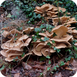 herfst paddestoelen arboretum wandelen