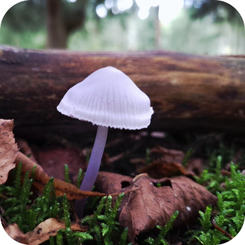 herfst paddestoel wageningen