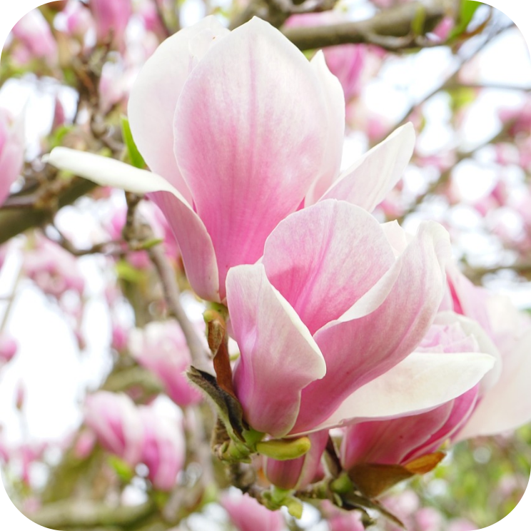 magnolia lente bloei wageningen